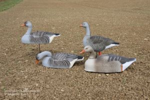 Gänse-Lockvögel auf einem Feld