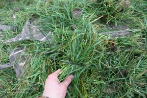 Jäger tarnt Gänseliege mit Gras