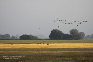 Gänse sitzen mitten auf dem Acker