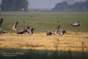 Gänse fliegen weg vom Acker