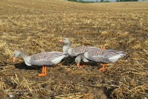 FUD-Lockgänse auf einem Feld