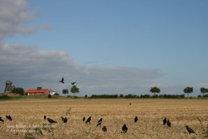 Rabenkrähen fliegen über einen Stoppelacker mit Lockvögeln