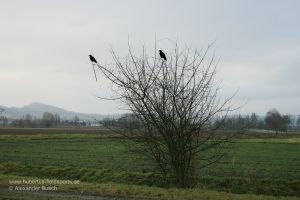 Zwei Lockkrähen im Strauch