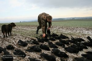 Jäger legt Strecke mit Rabenkrähen