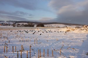 Krähenlockbild bei Schnee