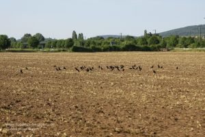 Rabenkrähen auf einem Feld
