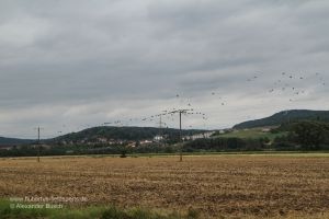 Krähenschwarm auf Stromleitung über Stoppelfeld