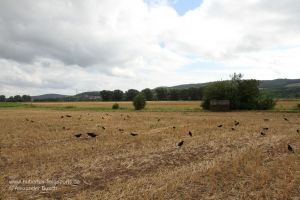 Lockbild für die Krähenjagd vor Tarnschirm