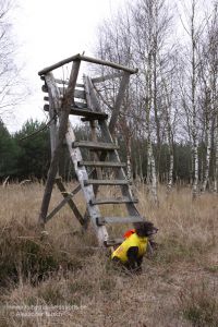 Deutscher Wachtelhund am Drückjagdbock