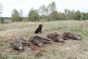 Wachtelhund hinter vier Wildschweinen