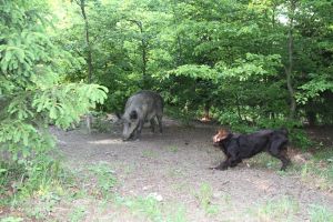 Wachtelhund im Sauengatter