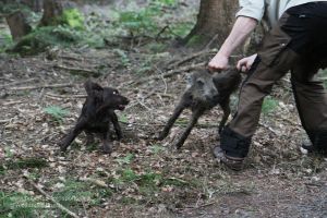 Schon früh sollte der Jagdhundwelpe in Wildkontakt kommen