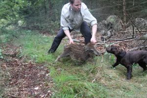 Hundeführer gewöhnt Jagdhund an Schwarzwild