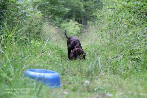 Wachtelhund-Welpe arbeitet Futterschleppe