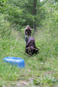 Der Hundeführer übt mit seinem Stöberhund auf der Futterschleppe