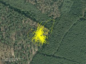 Laufwege eines Stöberhundes im Rahmen einer Drückjagd