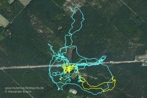 Laufwege von Wachtelhunden bei einer Stöberjagd