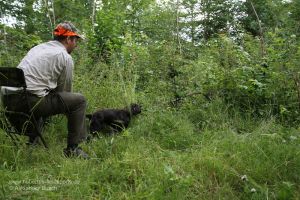 Hundeführer übt mit Jagdhund das Stöbern