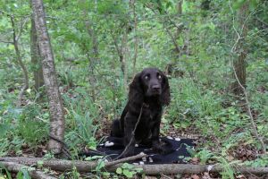 Wachtelhund im Wald