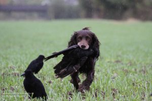 Sicher apportiert der Hund die Krähe - und stört dabei meist die weiterhin anstreichenden schwarzen Gesellen kaum