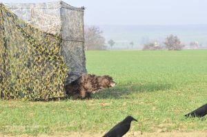 Der Hund startet zum Apport aus dem Tarnstand