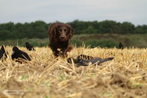 Ein firmer Jagdhund sollte zum Apportieren der erlegten Kreaturen bei keiner Krähenjagd fehlen