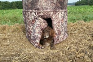 Die fertigen Tarnstände schmälern die Tarnwirkung, wenn für den Hund "ein Türchen offen gehalten werden muss"