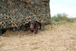 Der Hund nimmt den Spalt gern zum Apportieren an