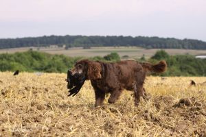 Routiniert apportiert der Jagdhund die erlegte Krähe