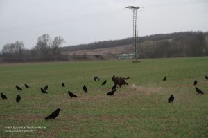 Vor allem bei geflügelten Kreaturen ist der Jagdhund dem Jäger überlegen und packt die Krähen schnell und sicher