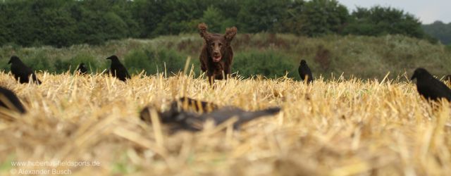 Auf der Krähenjagd benötigt der Jäger einen brauchbaren Jagdhund. Was dieser „aus dem Stand heraus“ leisten muss und wie man es ihm beibringt, zeigt Alexander […]