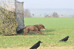 Läuft zielstrebig auf die im Lockbild liegende Krähe zu