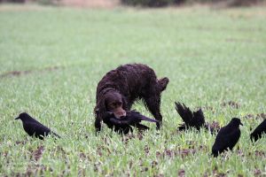 Manche Hunde fassen Krähen recht fest - überträgt er das Verhalten auch auf andere Niederwildarten, muss verbessernd eingegriffen werden