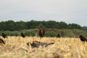 Vor allem bei niedriger Vegetation sollten erlegte Krähen direkt eingesammelt werden