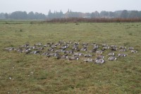 Erfolgreiche Gänsejagd: Zahlreiche erlegte Graugänse auf einer Wiese.