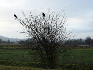 waechterkraehe-mit-lifthaken-auf-baum