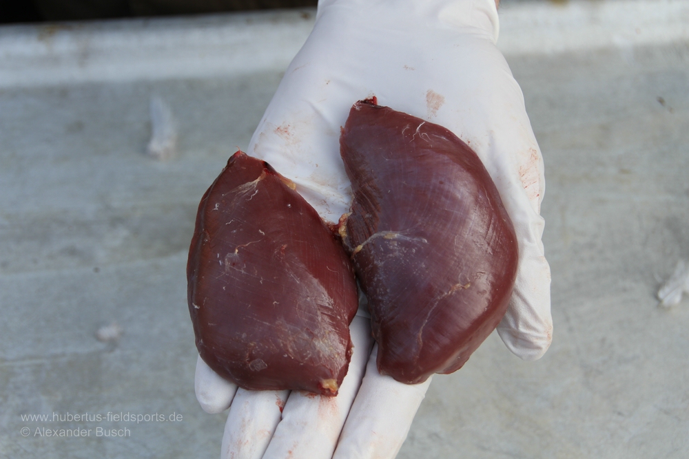 Die ausgelösten Taubenbrüste lassen sich zu köstlichen Gerichten verarbeiten - Guten Appetit!