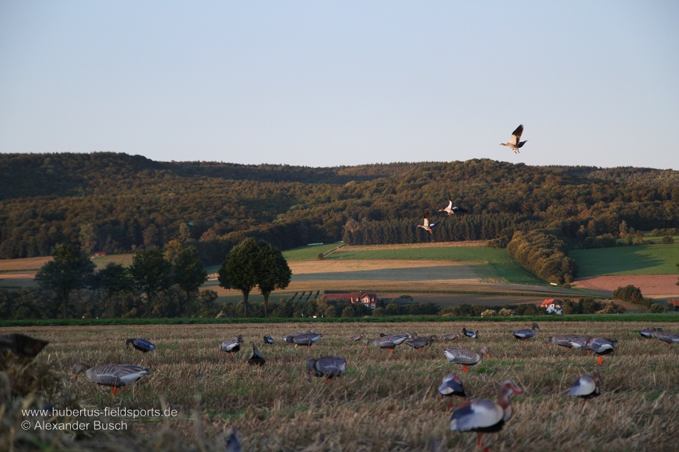Der Anflug beginnt Nilgänse fliegen ein Lockbild aus NRA FUD Nilgans Decoys an