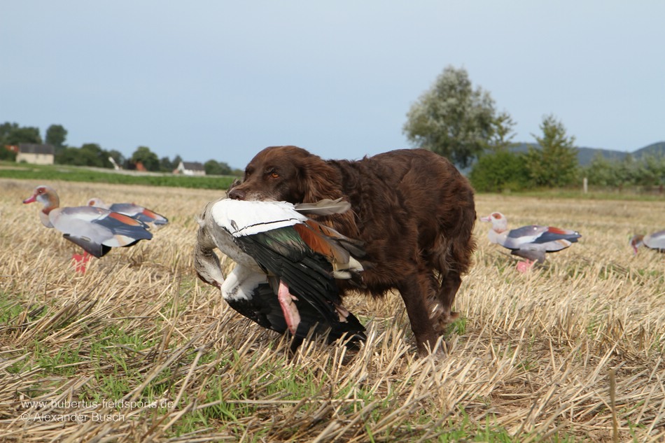 Deutscher Wachtelhund trägt erlegte Nilgans aus einem Lockbild mit NRA FUD Nilgänsen