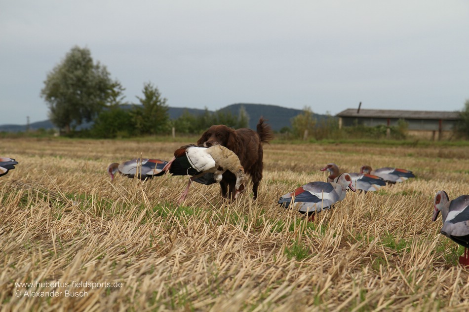 Nach erfolgreicher Verlorensuche kommt Quennie mit Nilgans zurück Deutscher Wachtelhund trägt bei der Lockjagd erbeutete Nilgans durch ein Lockbild aus NRA FUD's