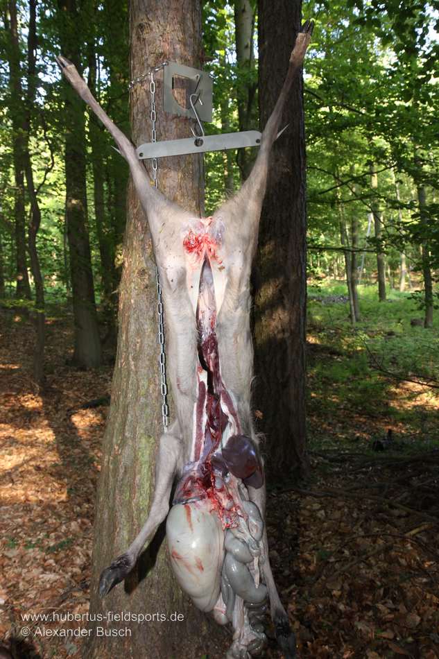 Der Vorteil des Aufbrechens über Haupt wird hier deutlich: Eine Verunreinigung der Keulen ist nahezu ausgeschlossen Stück Damwild während des Aufbrechens