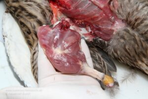Die Keule lässt sich einfach aus dem Gelenk lösen Entenkeule fertig ausgelöst