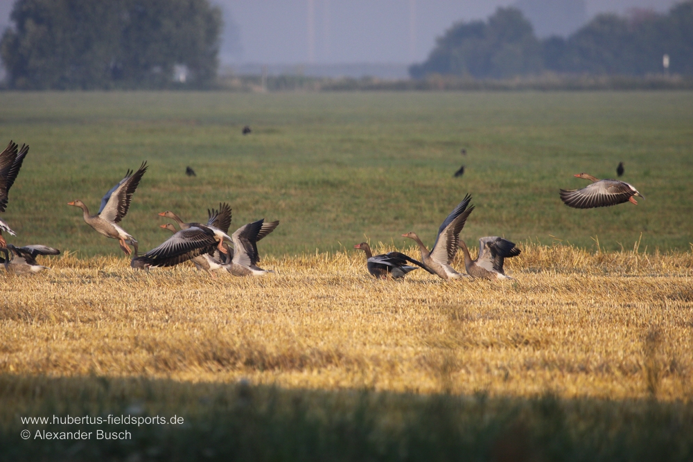 Empfinden die Gänse etwas als unsicher, flüchten sie schlagartig