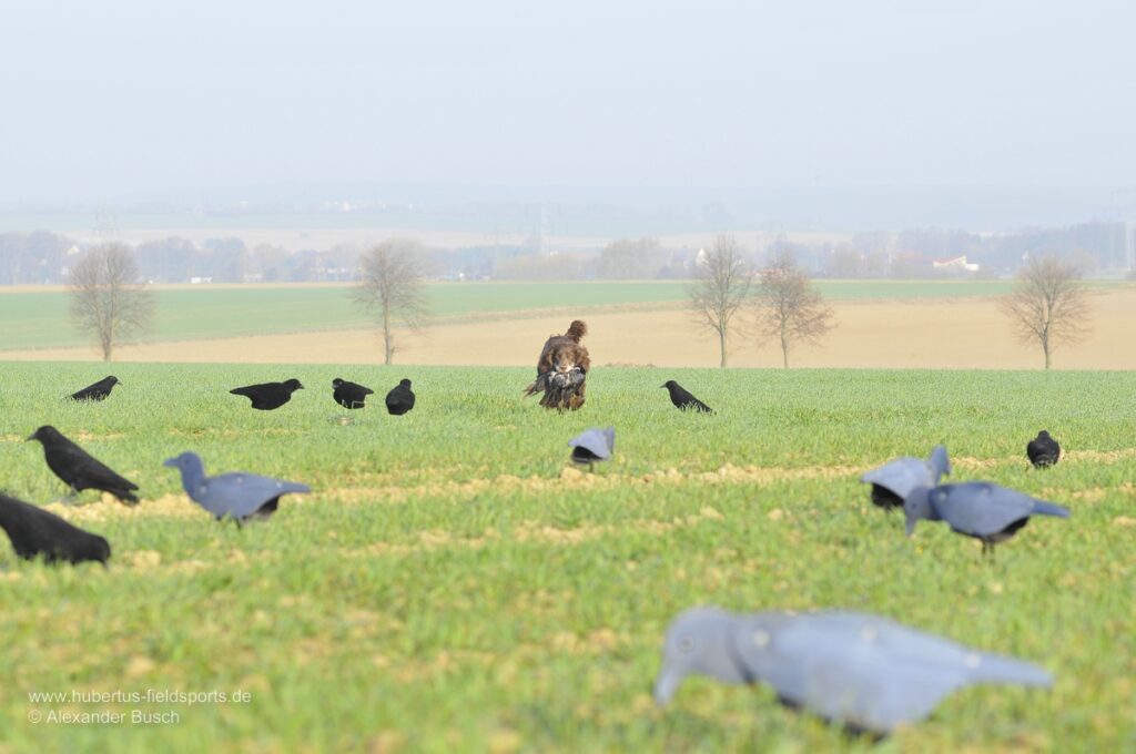 Wachtelhund bringt erlegte Rabenkrähe durch Lockbild aus beflockten Krähen und FUD-Lockvögeln