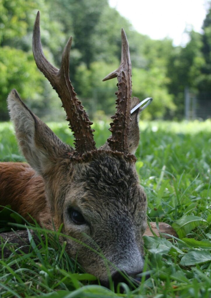 Der Jäger konnte den Bock überlisten - Bock tot