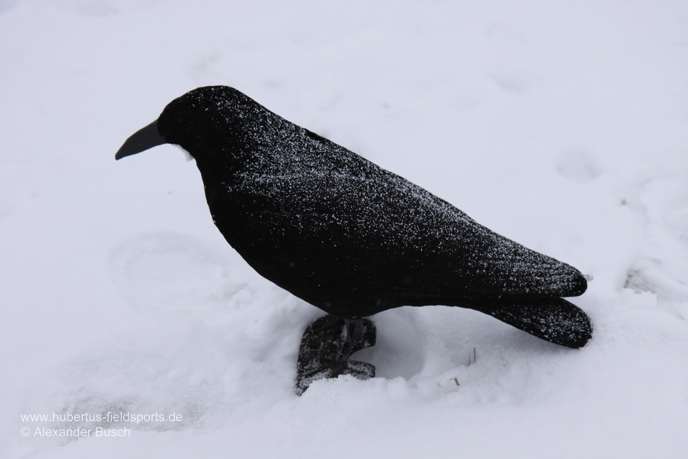 Überreifte oder mit Schnee bedeckte Lockkrähen lassen den Schwindel meist direkt auffliegen