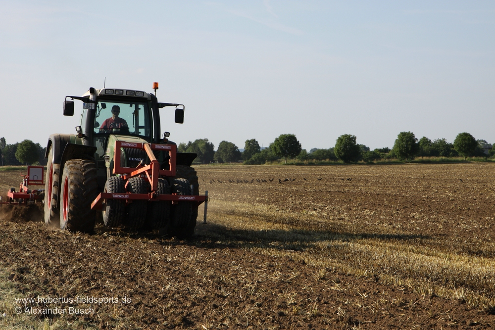 Frisch bearbeitete landwirtschaftliche Flächen üben oft eine hohe Anziehungskraft aus
