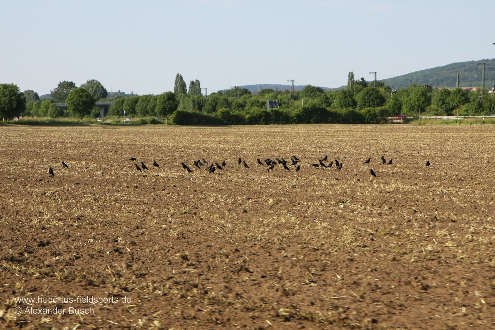 Für die Jagdplanung sollte nach solchen "Hotspots" Ausschau gehalten werden
