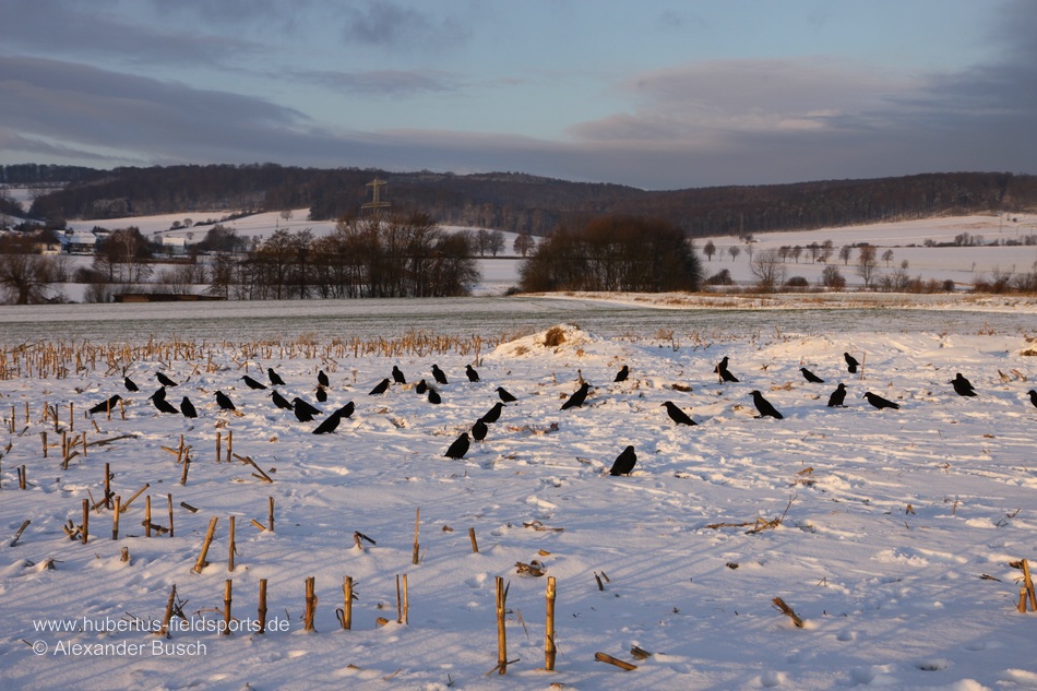 Lockbild auf einem verschneiten Acker Lockbild aus beflockten Lockkrähen auf Maisstoppel im Winter