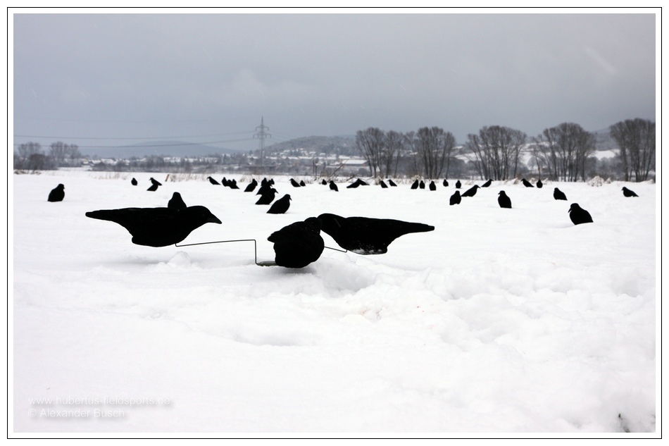 Krähenmagnet im Schnee Krähemnagnet auf verschneitem Feld während der Lockjagd auf Rabenkrähe